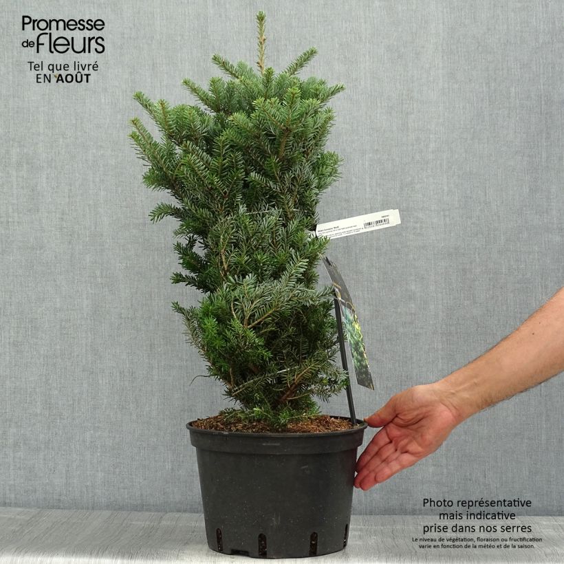 Exemplar von Abies koreana Molli - Koreanische Tanne Topf mit 4L/5L wie im Sommer geliefert