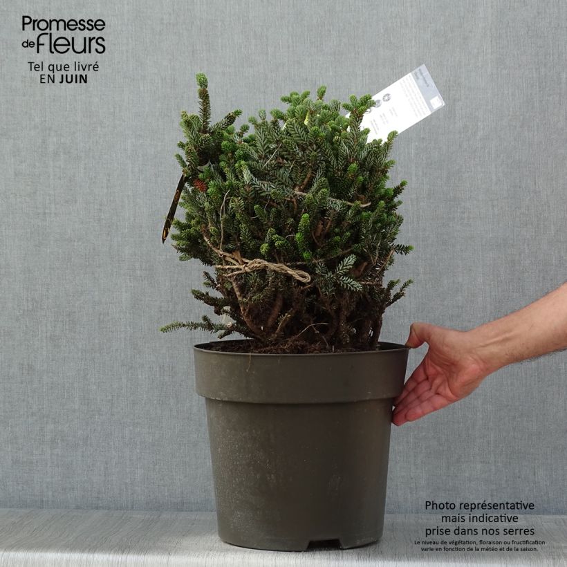 Exemplar von Abies koreana Oberon - Koreanische Tanne Stück wie im Frühjahr geliefert