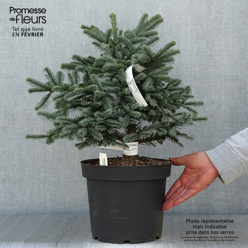 Exemplar von Abies procera Bizzarro - Edel-Tanne Topf mit 7,5L/10L wie im Herbst geliefert
