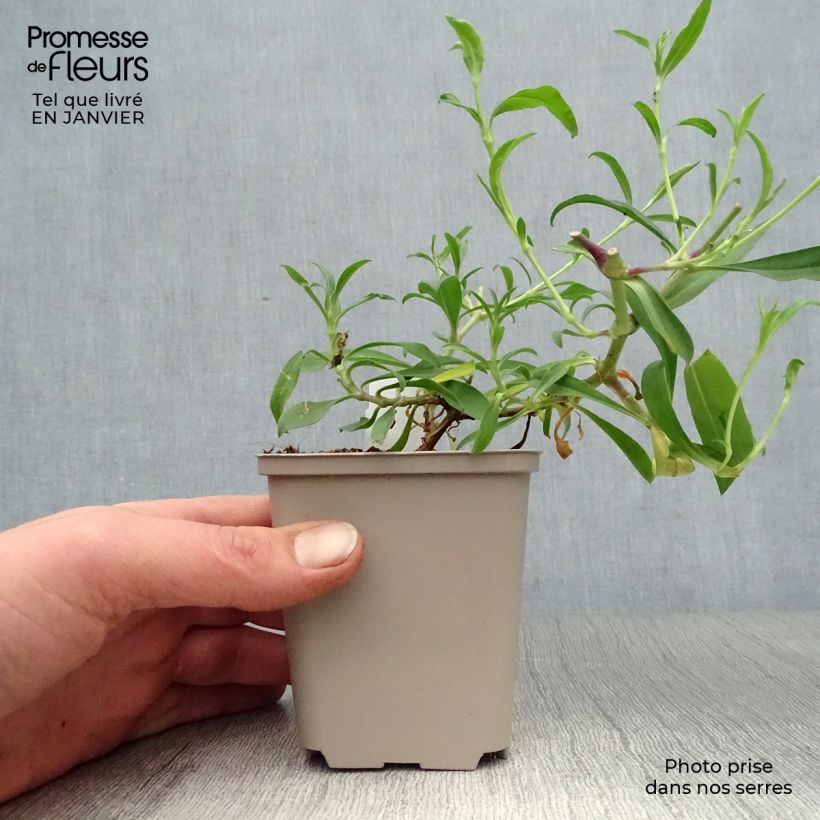 Exemplar von Saponaria Max Frei - Seifenkraut Kleine Töpfe von 8/9 cm wie im Winter geliefert