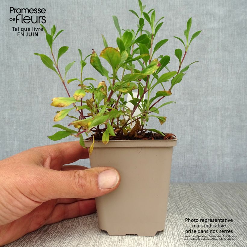 Exemplar von Saponaria ocymoides - Rotes Seifenkraut Kleine Töpfe von 8/9 cm wie im Sommer geliefert