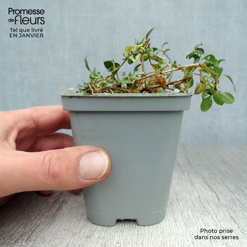 Exemplar von Saponaria ocymoides - Rotes Seifenkraut Kleine Töpfe von 8/9 cm wie im Winter geliefert