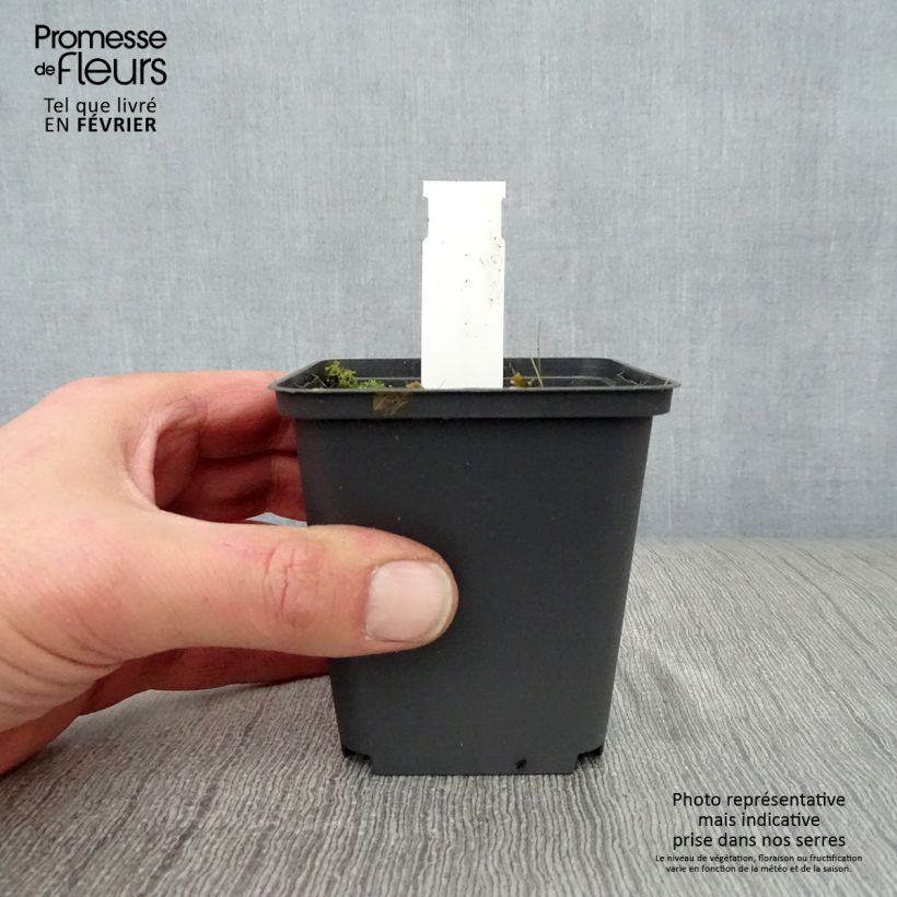 Exemplar von Saponaria officinalis Alba Plena - Gemeines Seifenkraut Kleine Töpfe von 8/9 cm wie im Winter geliefert