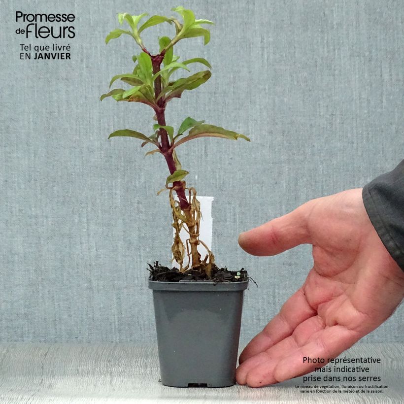 Exemplar von Saponaria officinalis - Gemeines Seifenkraut Kleine Töpfe von 7/8 cm wie im Winter geliefert