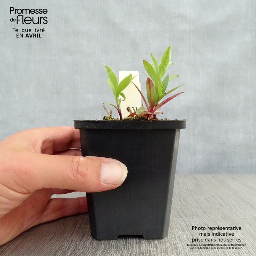 Exemplar von Saponaria officinalis - Gemeines Seifenkraut Kleine Töpfe von 7/8 cm wie im Frühjahr geliefert