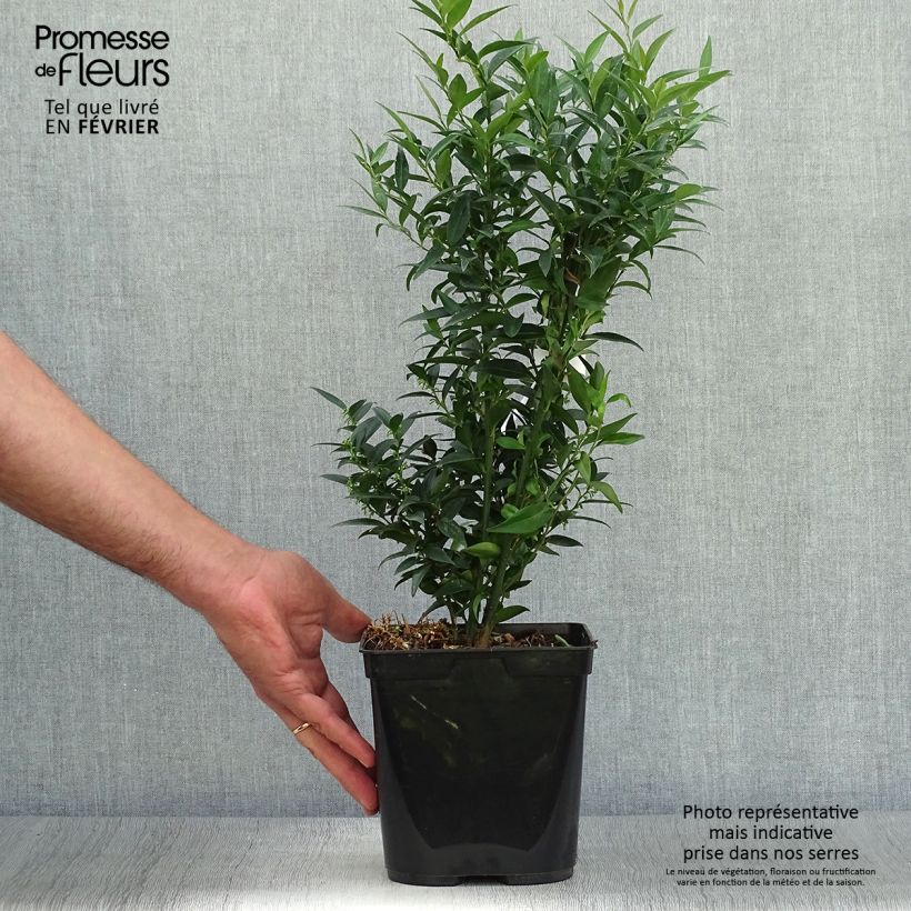 Exemplar von Sarcococca ruscifolia Dragon's gate - Schleimbeere Topf mit 3L/4L wie im Herbst geliefert