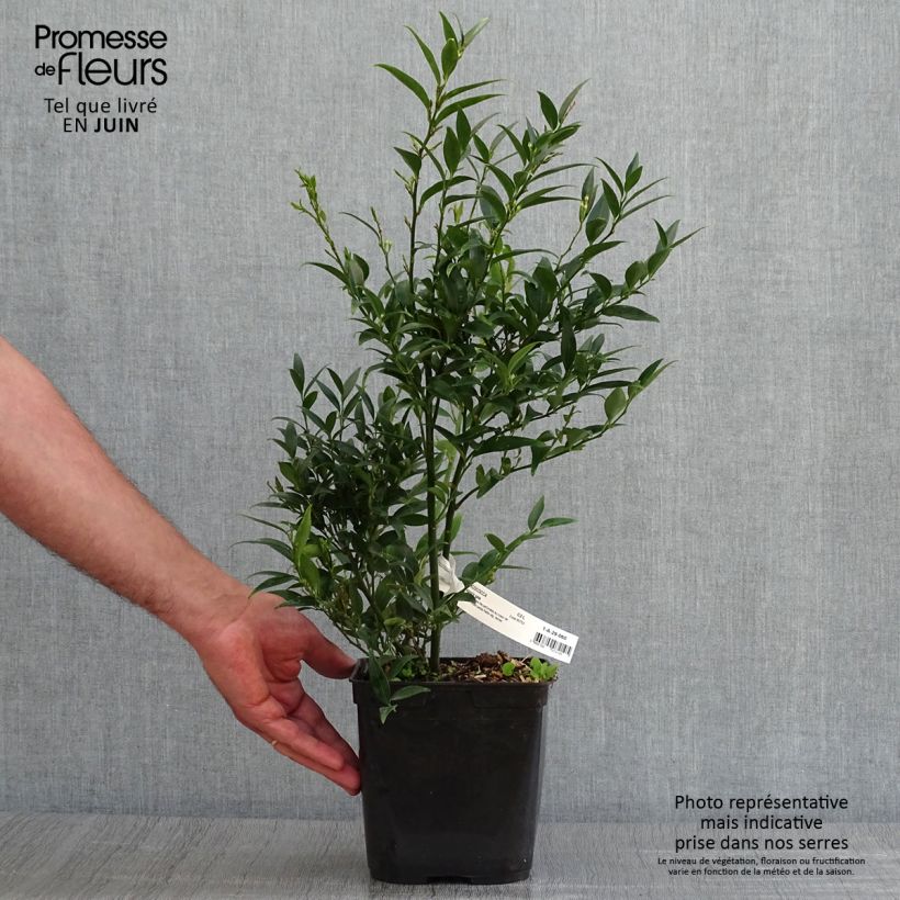 Exemplar von Sarcococca ruscifolia Dragon's gate - Schleimbeere Topf mit 3L/4L wie im Sommer geliefert