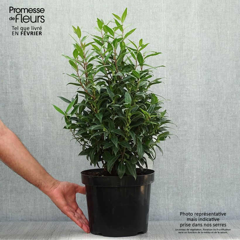 Exemplar von Sarcococca Winter Gem - Schleimbeere Topf mit 7,5L/10L wie im Herbst geliefert