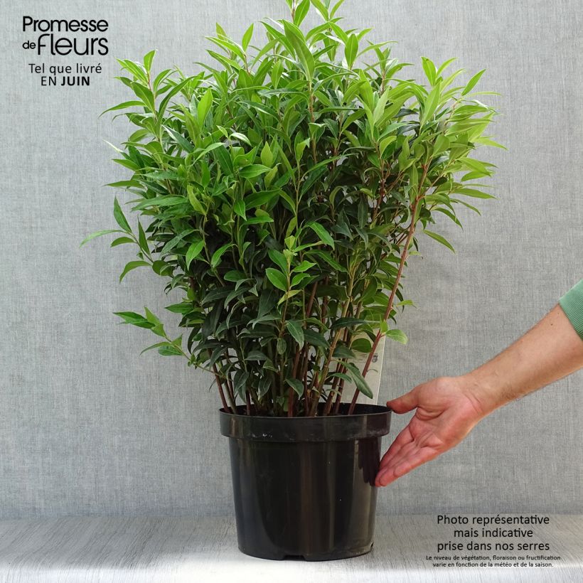 Exemplar von Sarcococca Winter Gem - Schleimbeere Topf mit 6L/7L wie im Sommer geliefert
