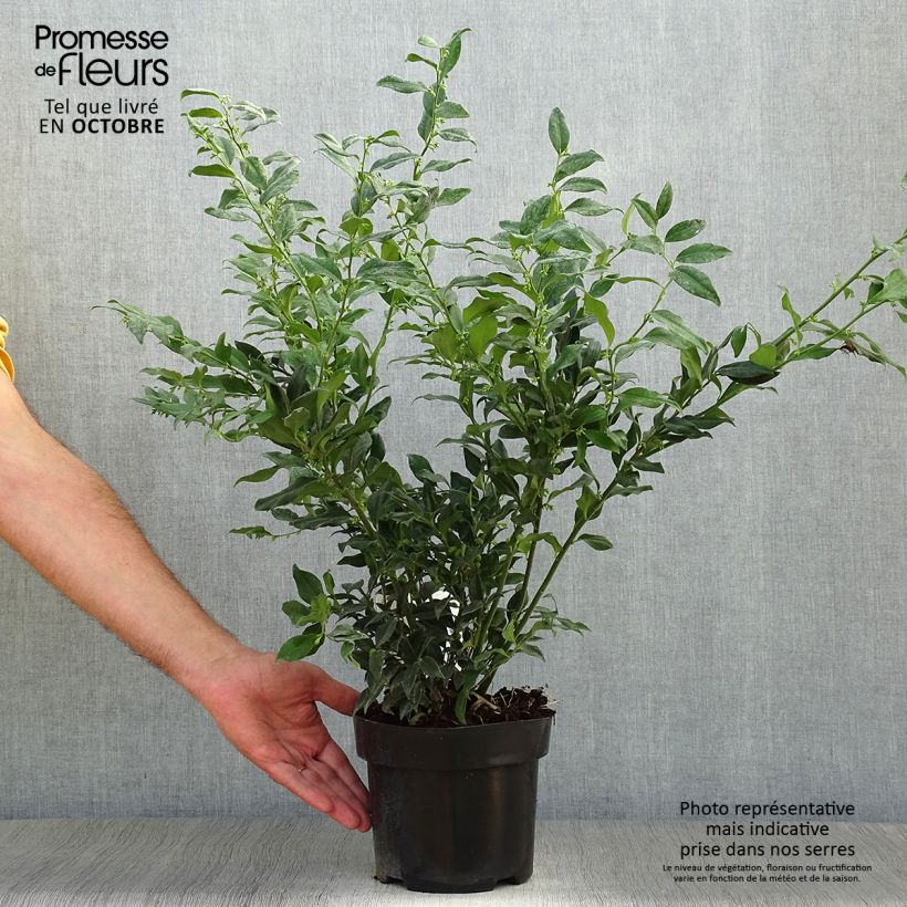 Exemplar von Sarcococca confusa - Schleimbeere Topf mit 2L/3L wie im Herbst geliefert