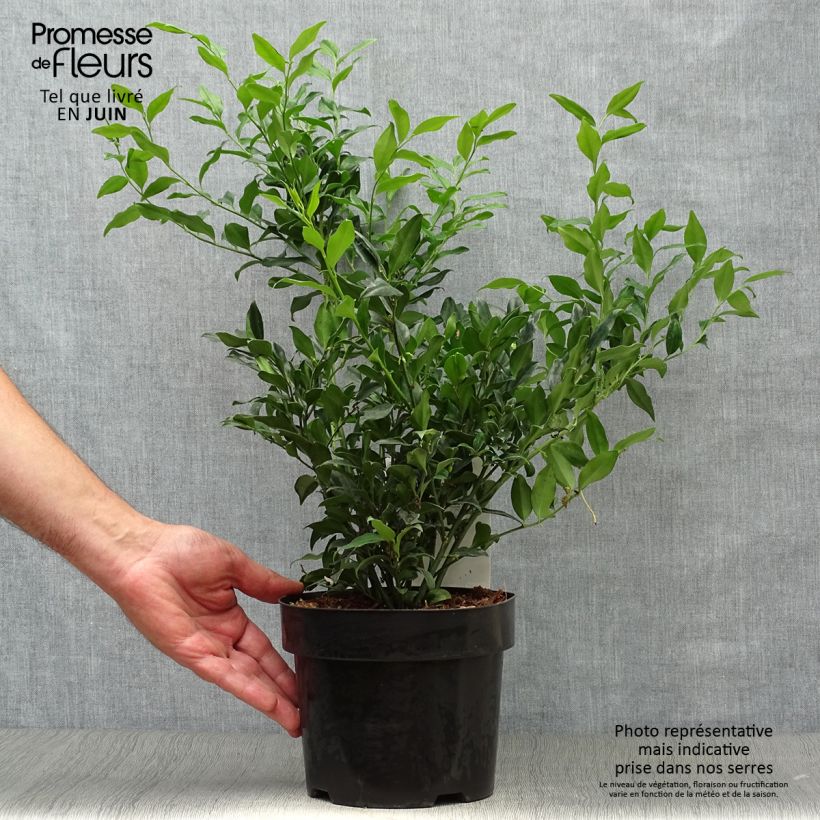 Exemplar von Sarcococca confusa - Schleimbeere Topf mit 2L/3L wie im Sommer geliefert