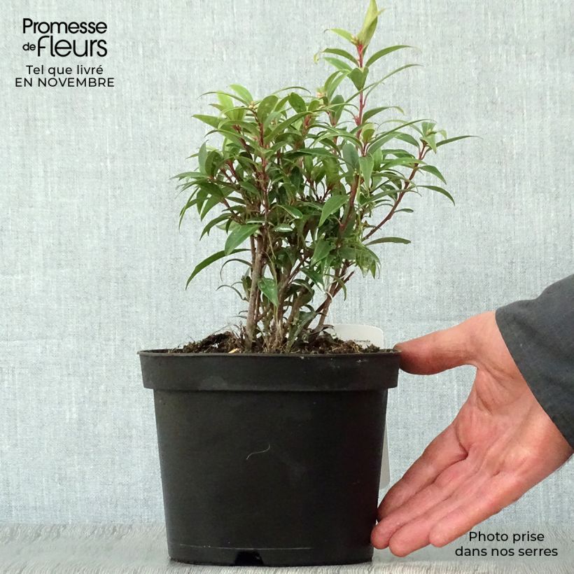 Exemplar von Sarcococca hookeriana var. digyna - Schleimbeere Topf mit 2L/3L wie im Herbst geliefert