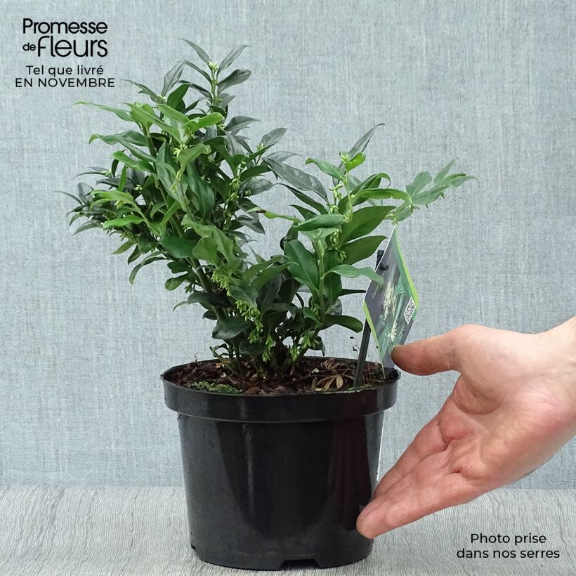 Exemplar von Sarcococca hookeriana - Schleimbeere Topf mit 2L/3L wie im Herbst geliefert