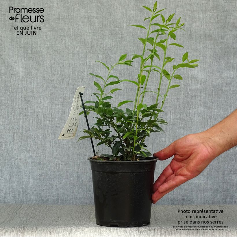Exemplar von Sarcococca hookeriana - Schleimbeere Topf mit 2L/3L wie im Sommer geliefert