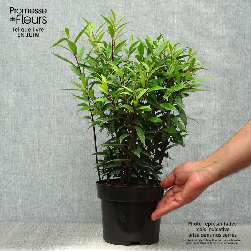 Exemplar von Sarcococca hookeriana var. digyna Purple Gem - Schleimbeere Topf mit 3L/4L wie im Sommer geliefert