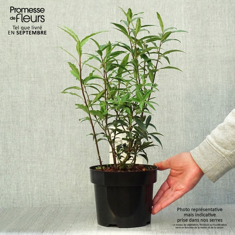 Exemplar von Sarcococca hookeriana var. digyna Purple Stem - Schleimbeere Topf mit 2L/3L wie im Herbst geliefert