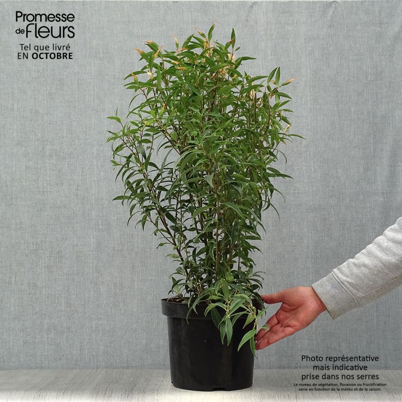 Exemplar von Sarcococca hookeriana var. digyna Purple Stem - Schleimbeere Topf mit 7,5L/10L wie im Herbst geliefert
