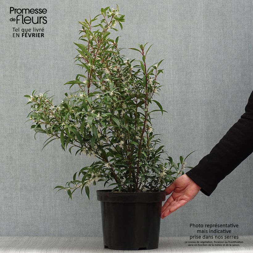 Exemplar von Sarcococca hookeriana var. digyna Purple Stem - Schleimbeere Topf mit 7,5L/10L wie im Winter geliefert