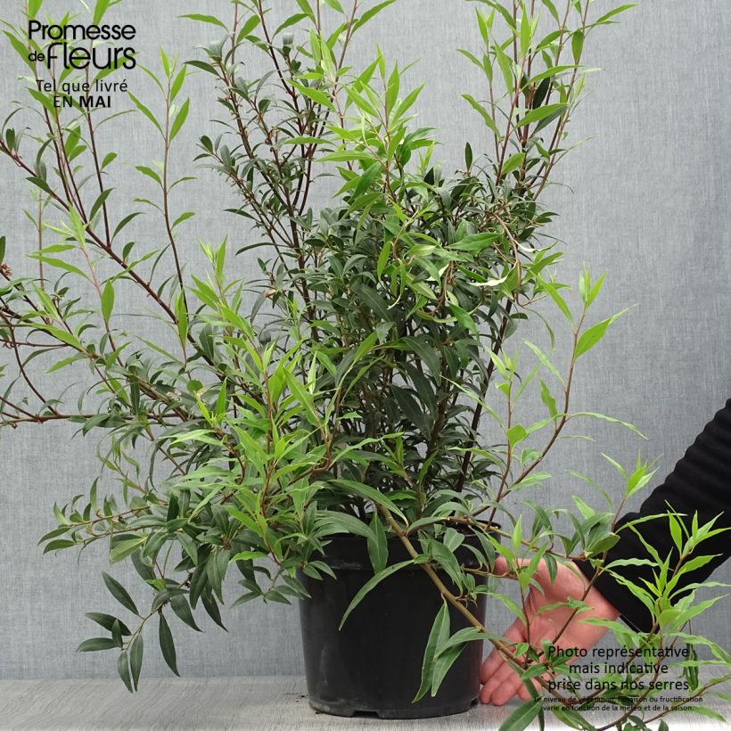 Exemplar von Sarcococca hookeriana var. digyna Purple Stem - Schleimbeere Topf mit 7,5L/10L wie im Frühjahr geliefert