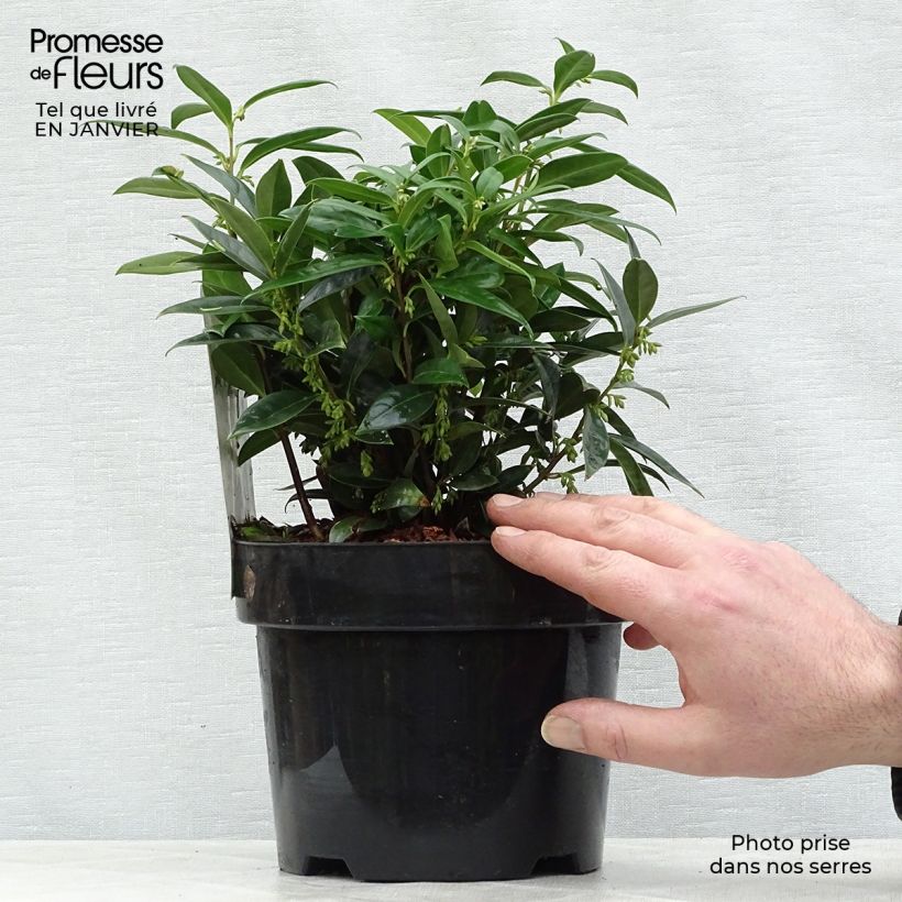Exemplar von Sarcococca hookeriana var. humilis - Schleimbeere Topf mit 2L/3L wie im Winter geliefert
