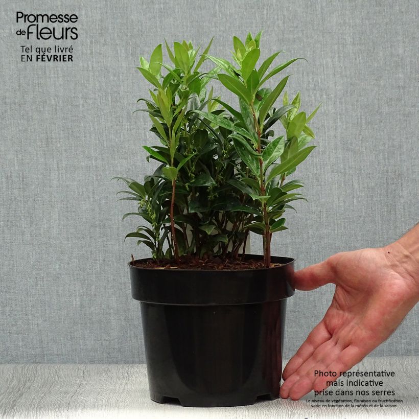 Exemplar von Sarcococca hookeriana var. humilis - Schleimbeere Topf mit 2L/3L wie im Herbst geliefert