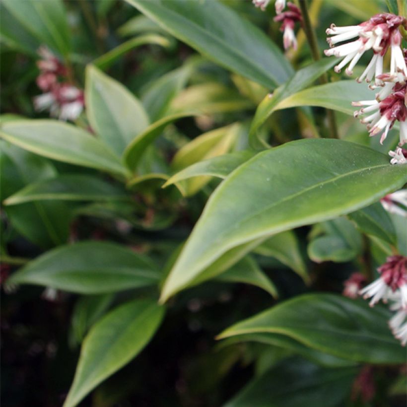 Sarcococca orientalis - Schleimbeere (Blüte)