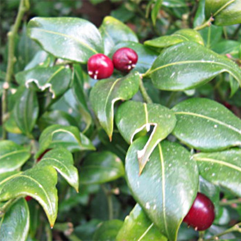 Sarcococca ruscifolia - Schleimbeere (Blüte)