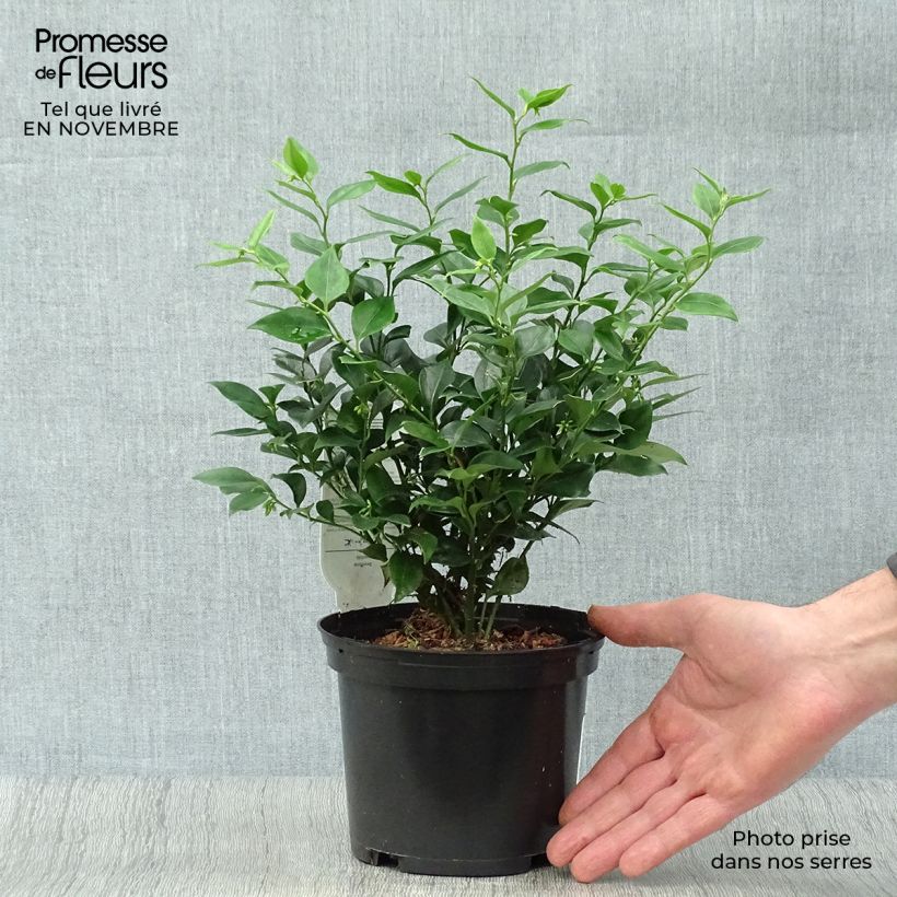 Exemplar von Sarcococca ruscifolia - Schleimbeere Topf mit 2L/3L wie im Herbst geliefert