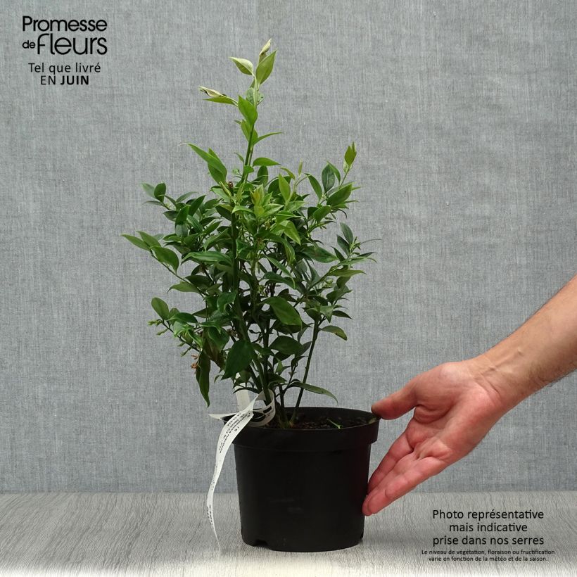 Exemplar von Sarcococca ruscifolia - Schleimbeere Topf mit 2L/3L wie im Sommer geliefert
