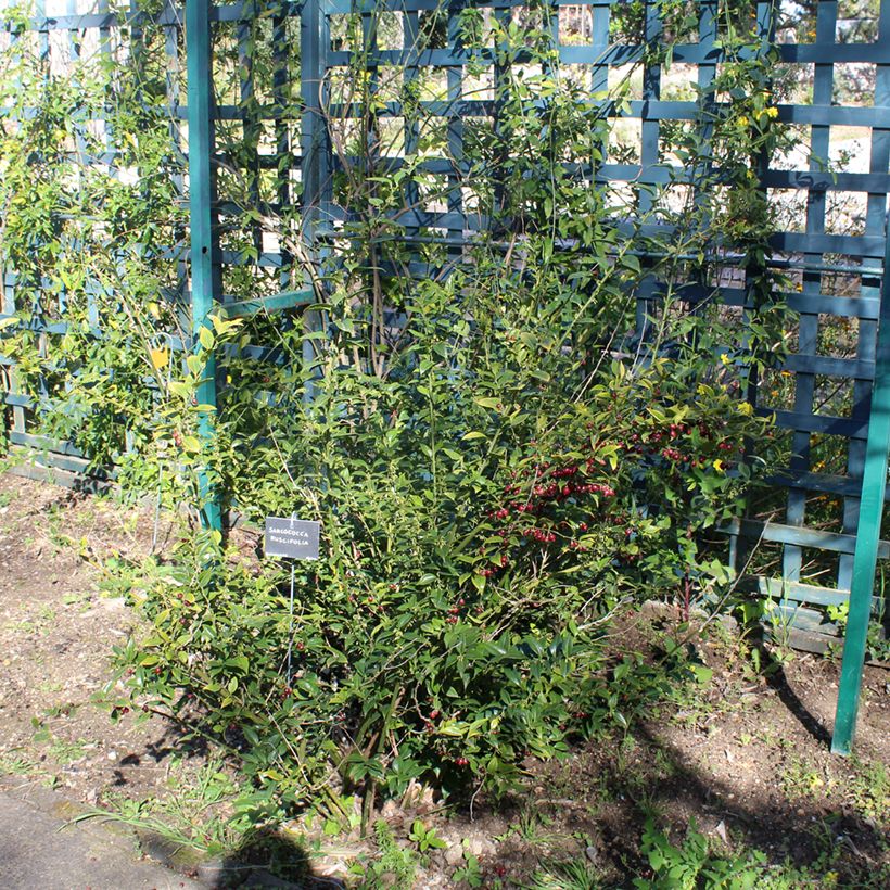 Sarcococca ruscifolia - Schleimbeere (Hafen)