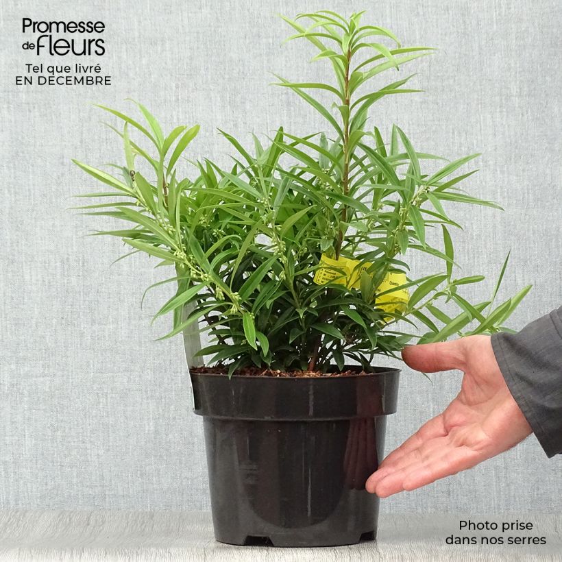 Exemplar von Sarcococca saligna - Schleimbeere Topf mit 2L/3L wie im Winter geliefert