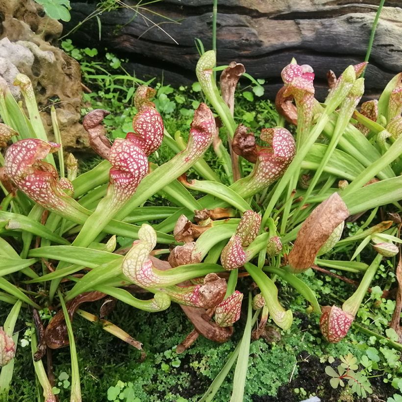 Sarracenia Scarlet Belle - Schlauchblatt (Hafen)