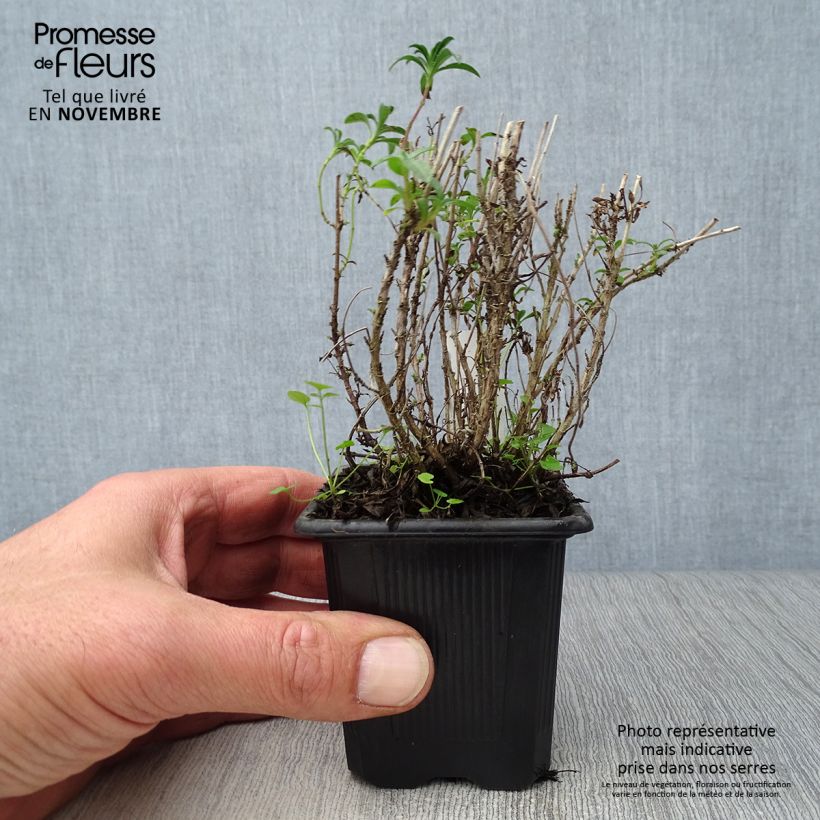 Exemplar von Bohnenkraut - Satureja montana Kleine Töpfe von 7/8 cm wie im Herbst geliefert
