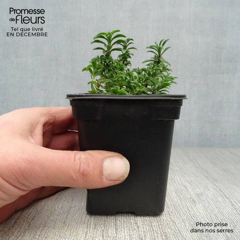 Exemplar von Bohnenkraut - Satureja montana Kleine Töpfe von 7/8 cm wie im Winter geliefert