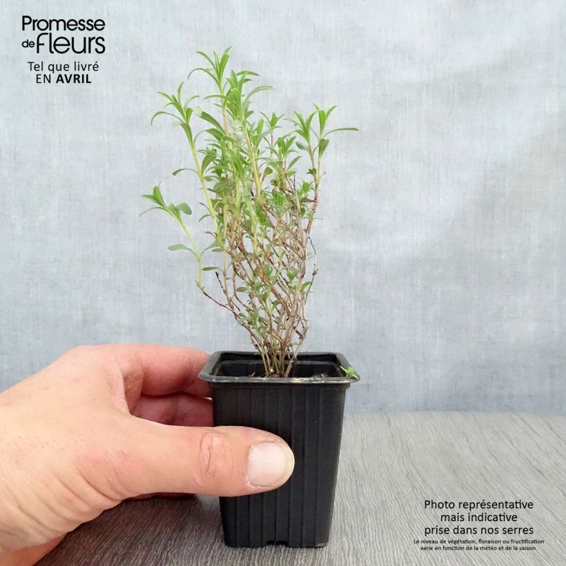 Exemplar von Bohnenkraut - Satureja montana Kleine Töpfe von 7/8 cm wie im Frühjahr geliefert