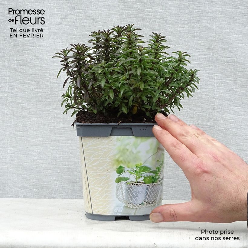 Exemplar von Bohnenkraut Bio (Pflanzen) - Satureja montana Topf mit 1L/1,5L wie im Winter geliefert