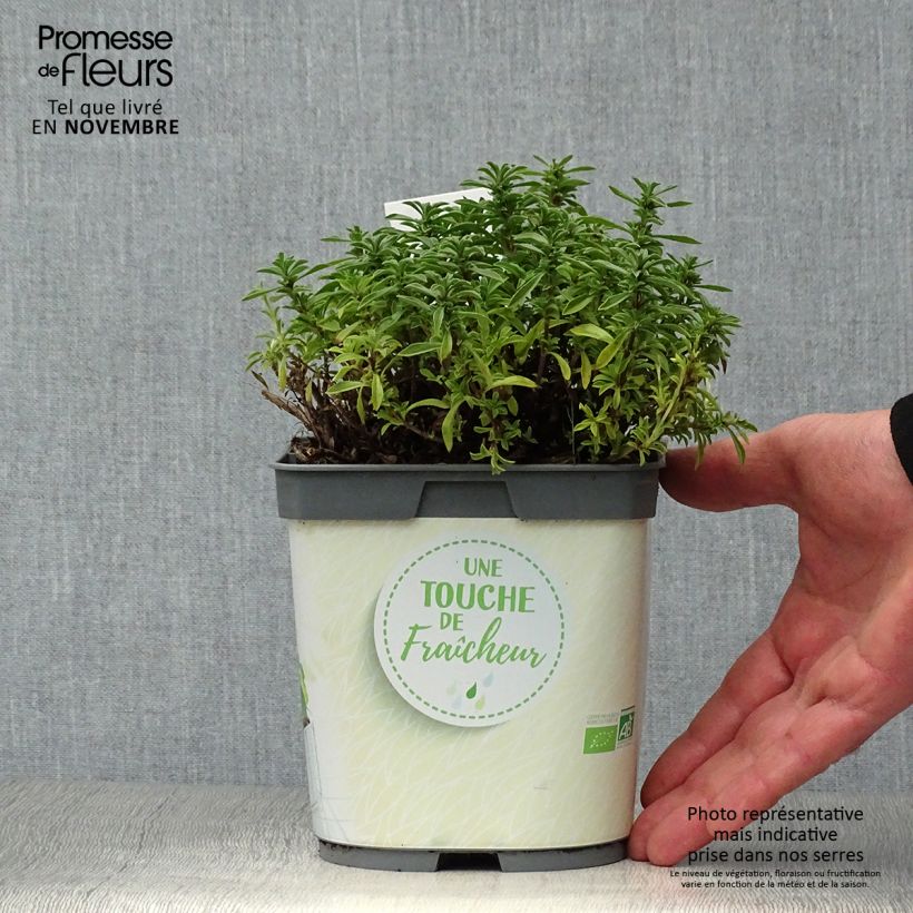 Exemplar von Bohnenkraut Bio (Pflanzen) - Satureja montana Topf mit 1L/1,5L wie im Herbst geliefert