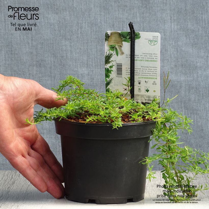 Exemplar von Bohnenkraut - Satureja spicigera Topf mit 1,5L/2L wie im Frühjahr geliefert