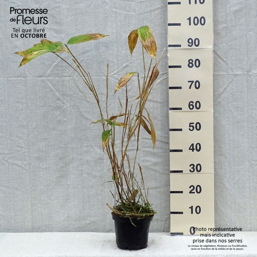 Exemplar von Sasa palmata Nebulosa - Zwergbambus Topf mit 2L/3L wie im Herbst geliefert