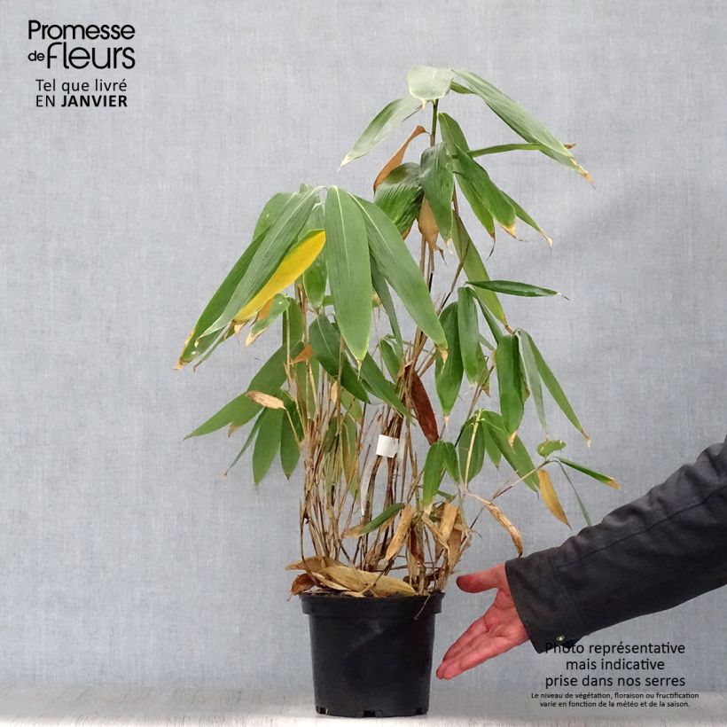 Exemplar von Sasa palmata Nebulosa - Zwergbambus Topf mit 2L/3L wie im Winter geliefert