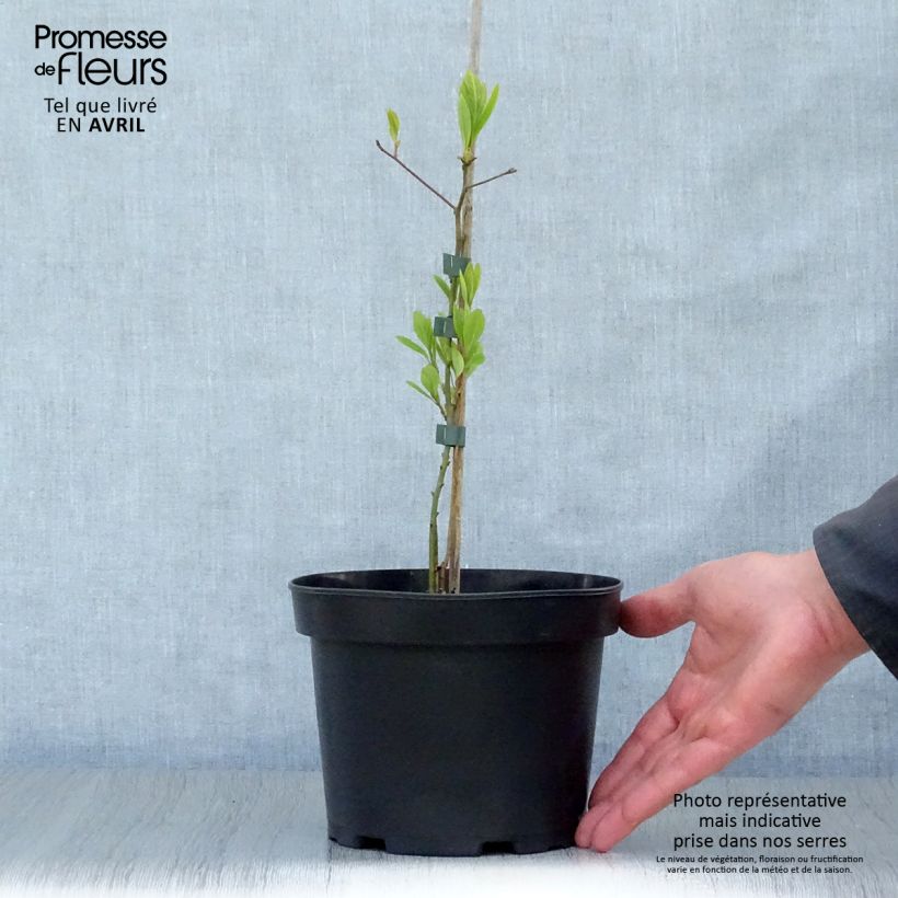 Exemplar von Sassafras albidum - Sassafrasbaum Topf mit 3L/4L wie im Frühjahr geliefert