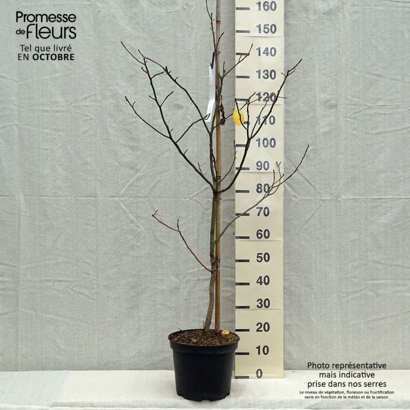 Exemplar von Sassafras albidum - Sassafrasbaum Topf mit 7,5L/10L wie im Herbst geliefert