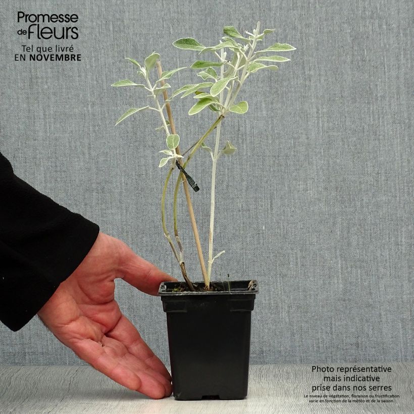 Exemplar von Peruanischer Salbei - Salvia discolor Kleine Töpfe von 7/8 cm wie im Herbst geliefert
