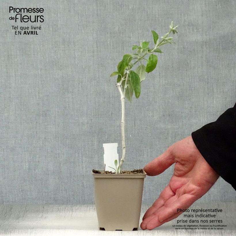 Exemplar von Peruanischer Salbei - Salvia discolor Kleine Töpfe von 7/8 cm wie im Frühjahr geliefert