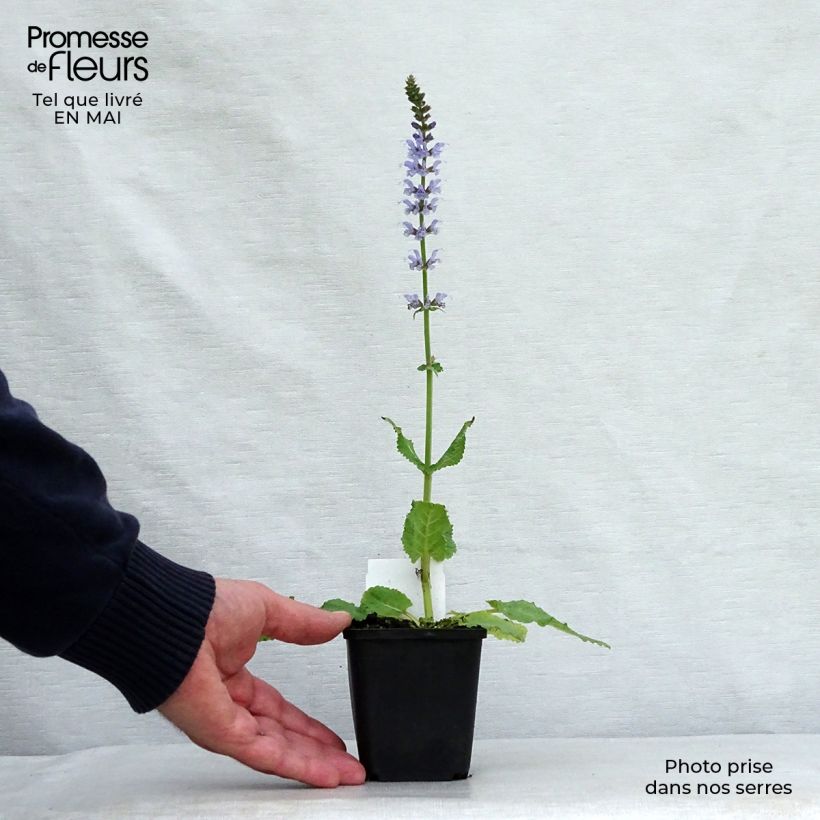 Exemplar von Salvia nemorosa Colorspires Crystal Blue - Steppen-Salbei Kleine Töpfe von 8/9 cm wie im Frühjahr geliefert