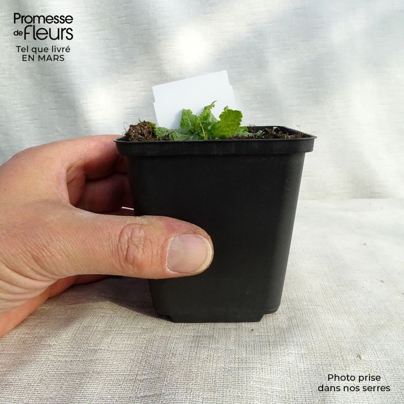 Exemplar von Salvia nemorosa Colorspires Crystal Blue - Steppen-Salbei Kleine Töpfe von 8/9 cm wie im Winter geliefert