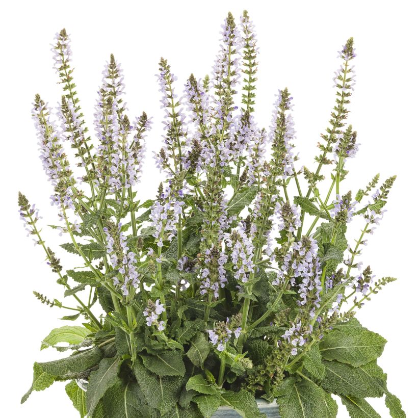 Salvia nemorosa Colorspires Crystal Blue - Steppen-Salbei (Hafen)