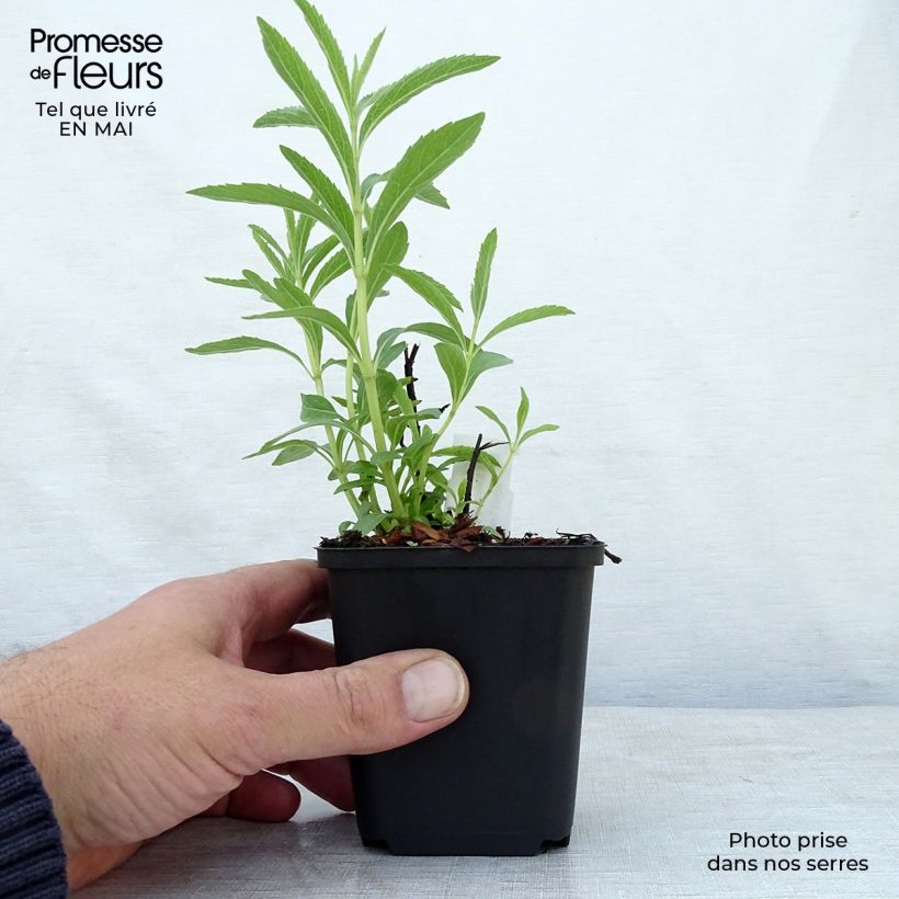 Exemplar von Salvia uliginosa African Skies - Sumpf-Salbei Kleine Töpfe von 8/9 cm wie im Frühjahr geliefert