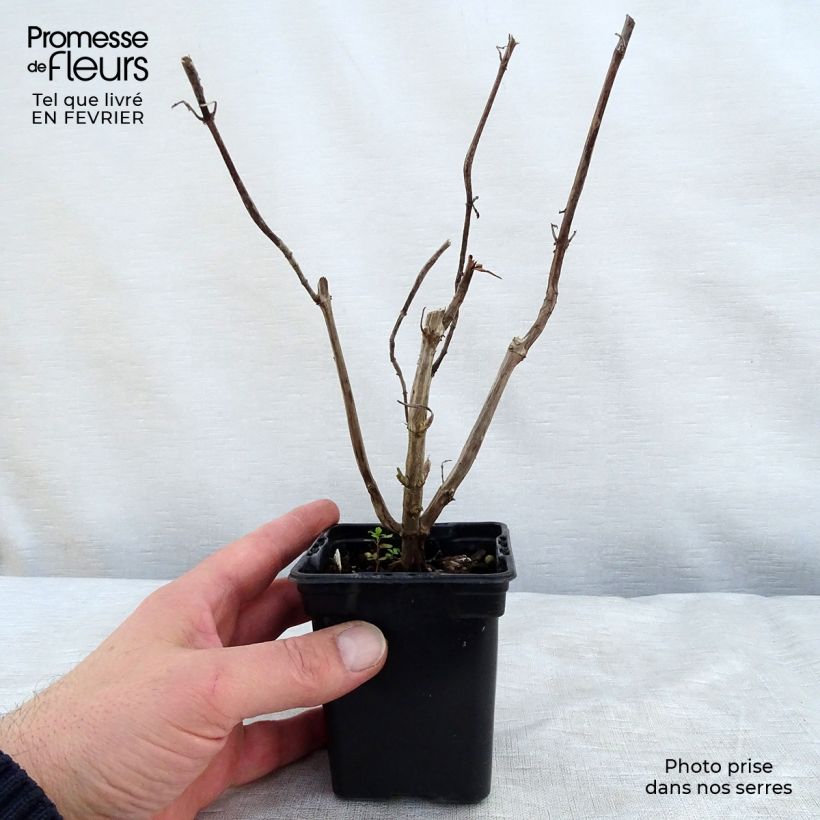 Exemplar von Zierlicher Salbei Golden Delicious - Salvia elegans Kleine Töpfe von 7/8 cm wie im Winter geliefert