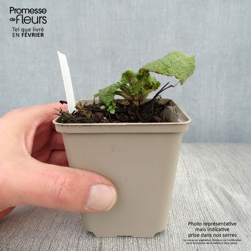 Exemplar von Salvia forsskaolei - Balkan-Salbei Kleine Töpfe von 8/9 cm wie im Winter geliefert